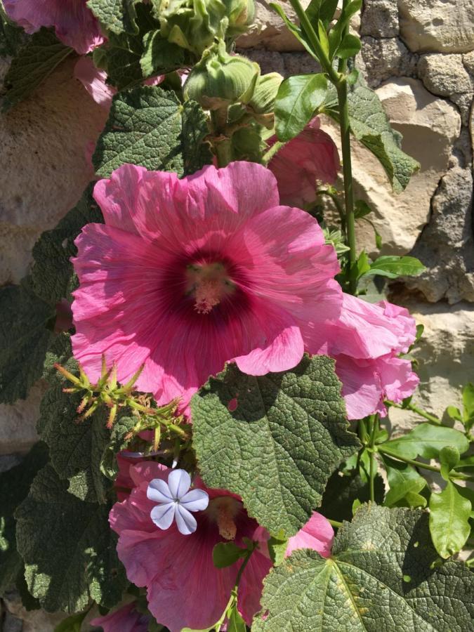Le Soleil Do' Re Bed and Breakfast Sainte-Marie-de-Ré Εξωτερικό φωτογραφία